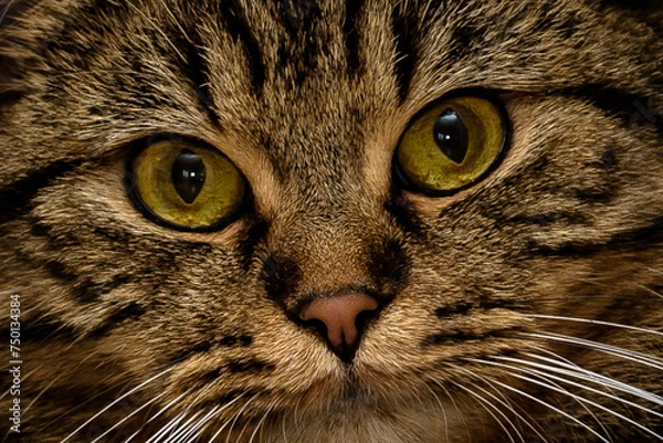 Obraz Katze , Stubentieger , 