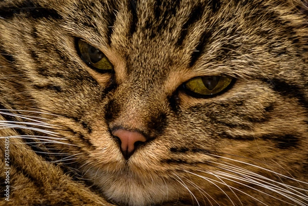 Obraz Katze , Stubentieger , 