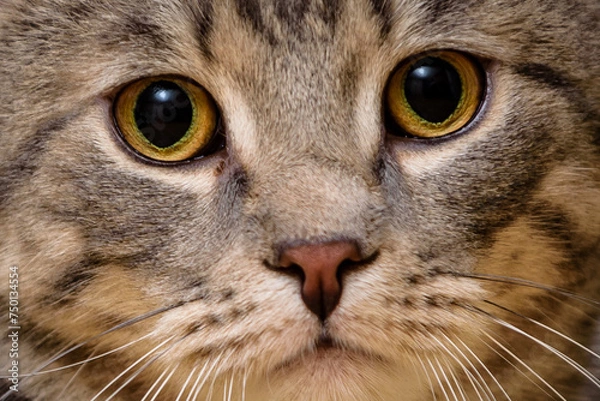 Obraz Katze , Stubentieger , 