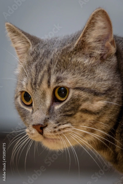 Obraz Katze , Stubentieger , 