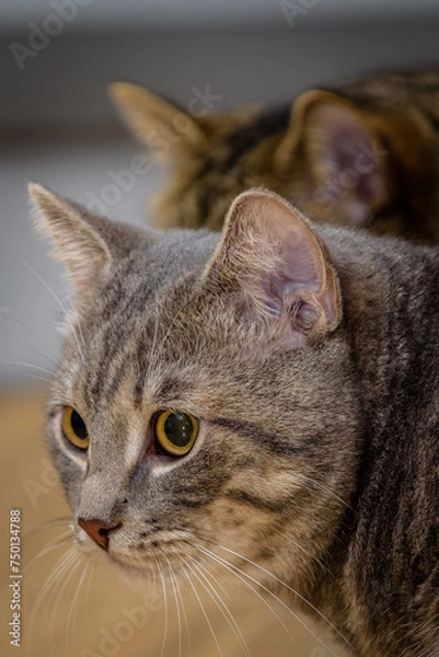 Obraz Katze , Stubentieger , 