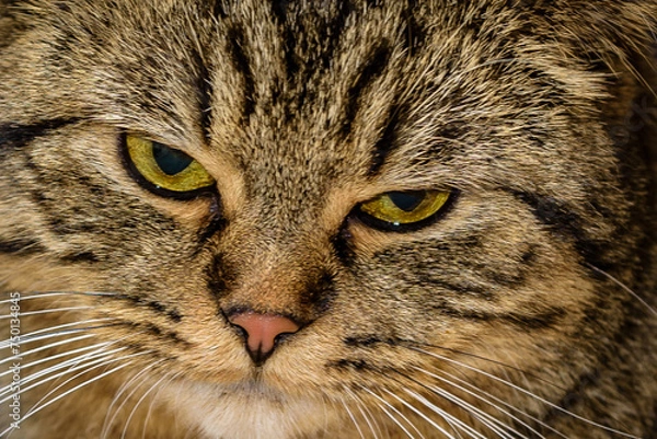 Obraz Katze , Stubentieger , 