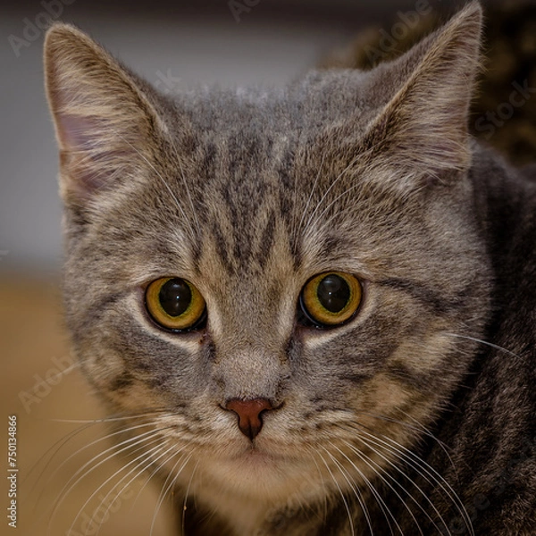 Obraz Katze , Stubentieger , 