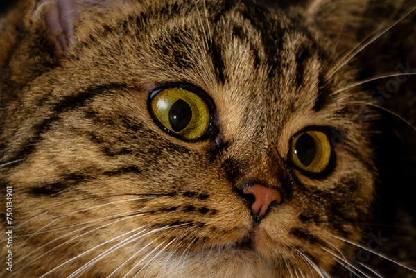 Obraz Katze , Stubentieger , 