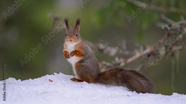 Obraz Cute Norwegian Red squirrel (Sciurus vulgaris) in snow