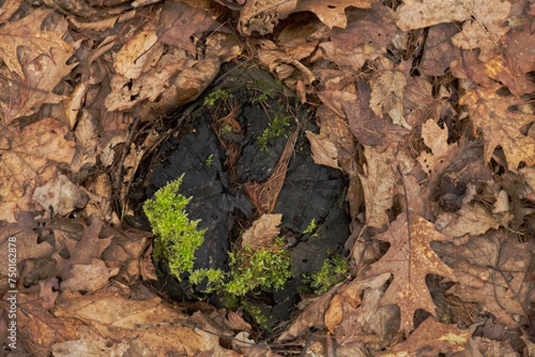 Obraz tree bark and moss