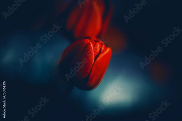 Fototapeta Scarlet tulip flowers bloom at the end of summer, bringing with them the beauty of nature and a sense of romance.