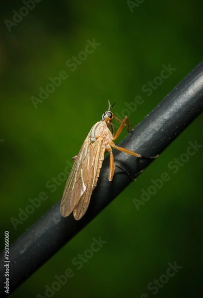 Fototapeta łowikowaty