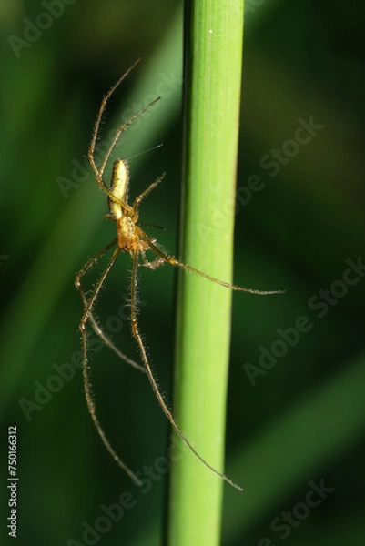 Obraz kwadratnik długonogi