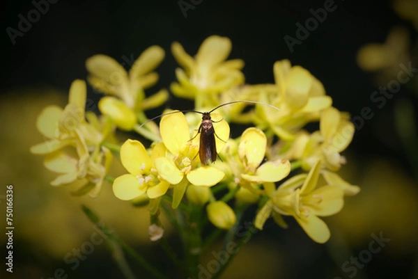 Obraz adela violella