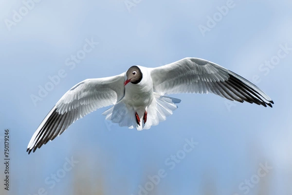 Obraz black headed gull