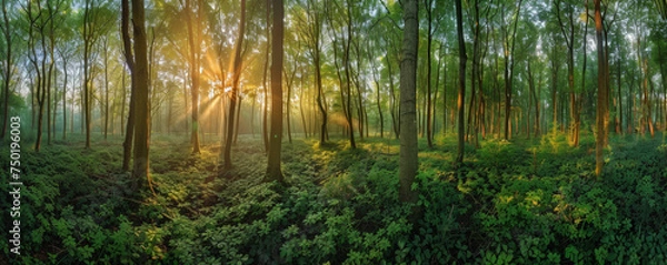 Fototapeta Ethereal Dawn Light Streaming Through a Lush Forest Canopy