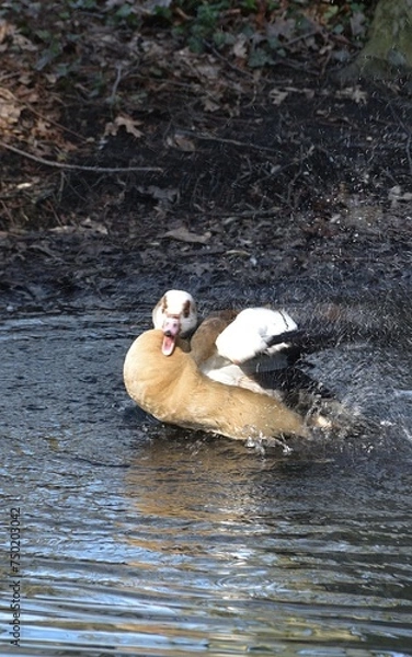 Fototapeta gęsi w parku
