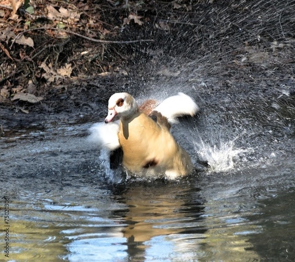 Fototapeta gęsi w parku