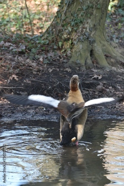 Fototapeta gęsi w parku