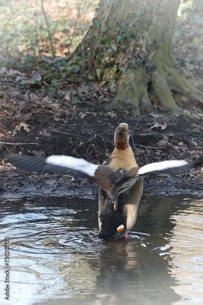 Fototapeta gęsi w parku