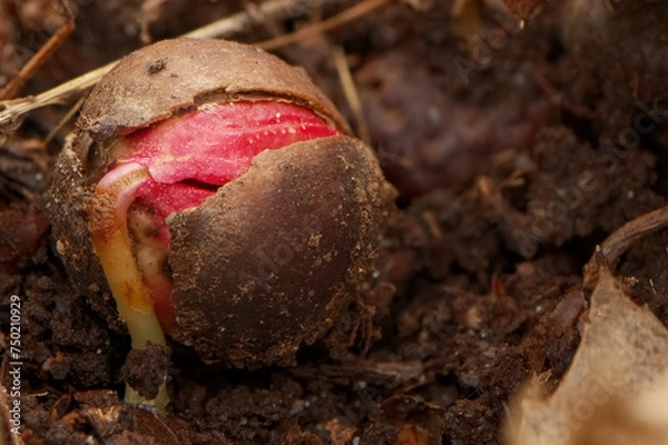 Obraz sprouting acorn