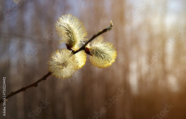 Obraz Blooming willow branch closeup on blurred natural background with copy space for design.