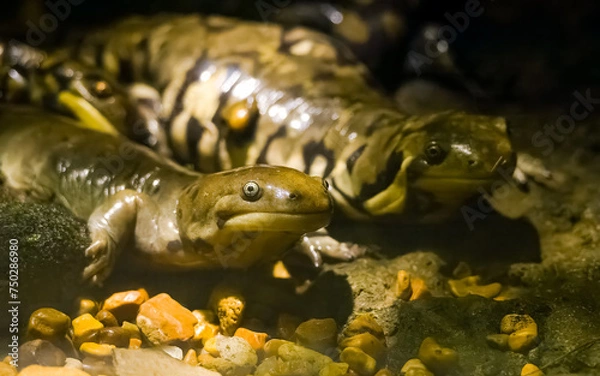 Obraz Eastern Hellbender salamander at a zoo in Tennessee.