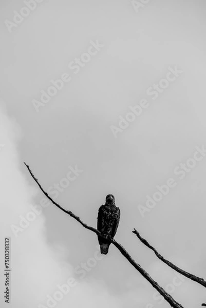 Fototapeta Black and white photo of a baldeagle sitting on a dead tree branch and staring straight ahead, Central British Columbia, Canada