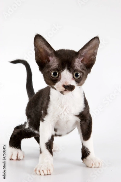 Fototapeta Rex kitten on white background