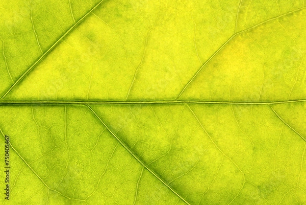 Fototapeta Colorful leaf ribs and veins as textured background close up