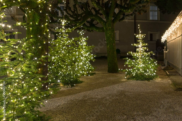 Obraz Christbäume beleuchtet