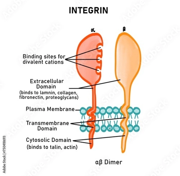 Obraz Structure of integrin protein