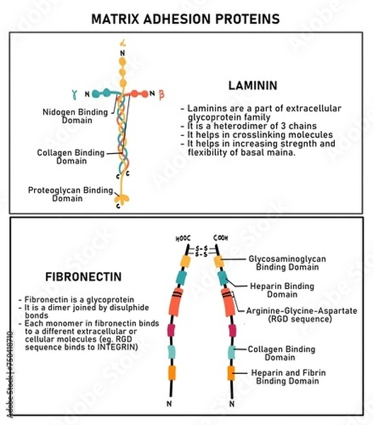 Obraz Laminin and Integrin Structure