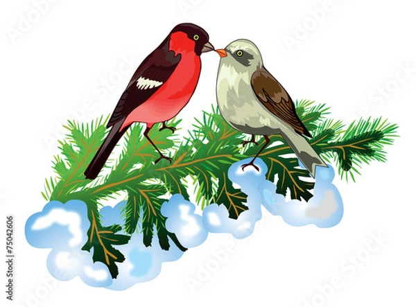 Obraz Bullfinches on Christmas tree branch