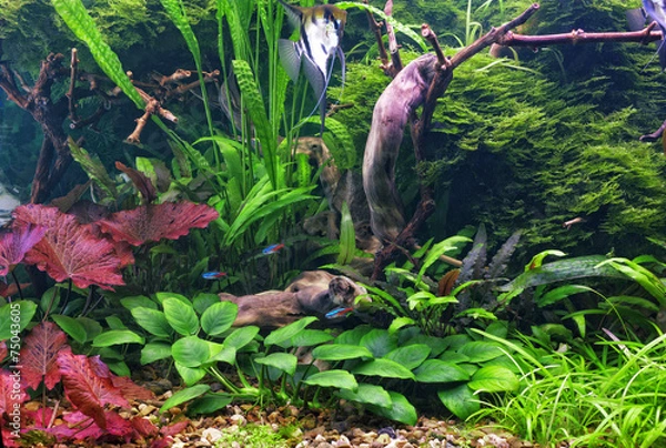 Obraz Aquarium