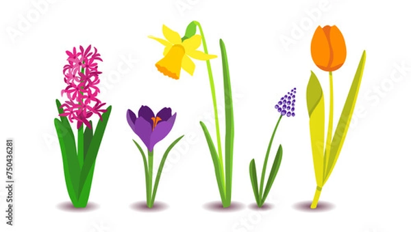 Fototapeta Dutch bulb springflowers the big five flowers from holland, The Netherlands; iconic tulip, narcissus daffodil, crocus, hyacinth and blue grape, easter decoration