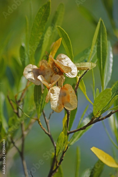 Obraz Silver Cluster-leaf, Terminalia sericea