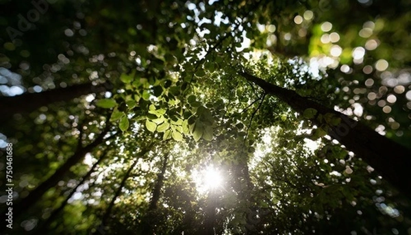 Obraz rain drops on the tree