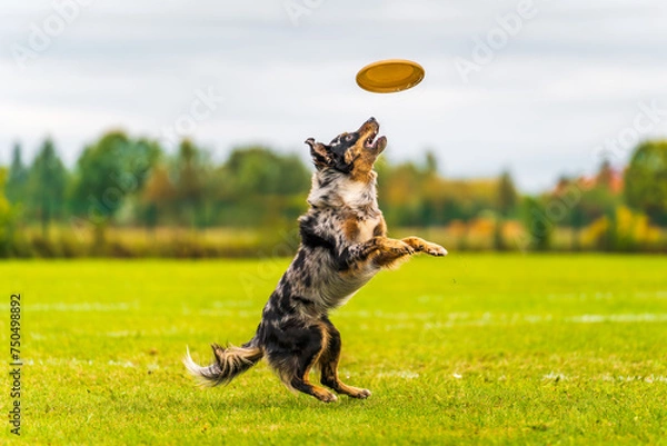 Fototapeta Dog catching a disk in the air. Dog jumping in the air. Dog running in the grass