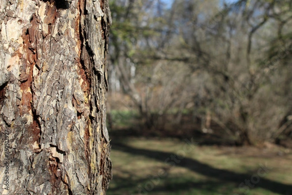 Fototapeta Pine trunk against background of the park. Bark of old tree close-up. Natural texture