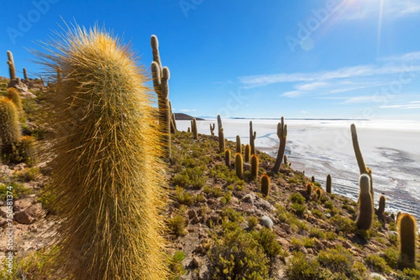 Obraz Cactus in Bolivia