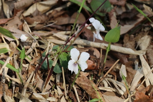 Fototapeta 春に花咲く山野草、ツボスミレ。