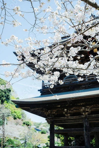 Fototapeta 鎌倉に咲く美しい桜の花