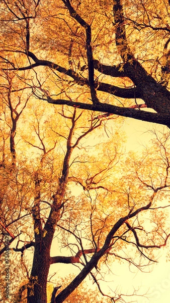 Fototapeta Golden frame from trees at sunset. Bottom view. Vertical banner
