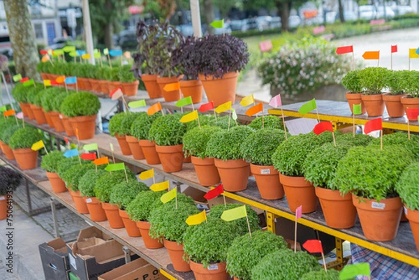 Fototapeta Lot of Manjerico plants with flags in a pots on the market stall. Plant for Traditional Summer festival in June San Juan, Portugal