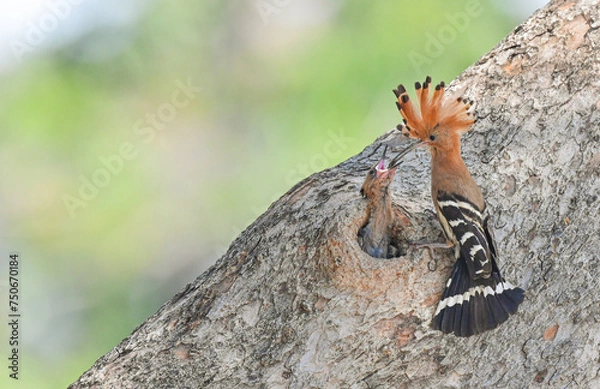 Fototapeta Common Hoopoe ( Upupa epops ) is feeding its young in a nest in a hole in a large tree trunk ,  thailand