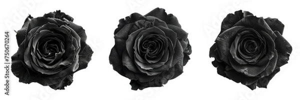 Obraz Set black rose transparent background