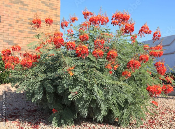Fototapeta Red Bird of Paradise in Desert Style Xeriscaping in Phoenix, AZ