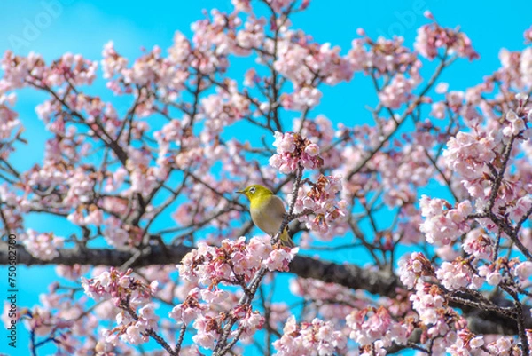 Fototapeta 桜（寒桜）とメジロ
