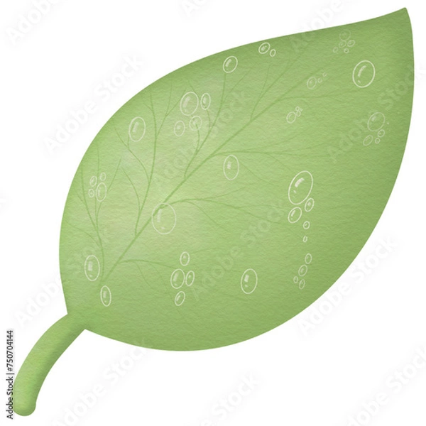 Obraz green leaf on a white background