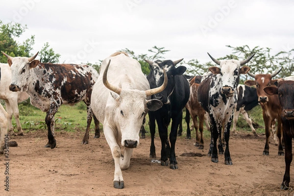 Fototapeta Nguni Cattle