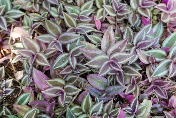 Obraz ゼブリナ・ペンデュラの葉っぱ