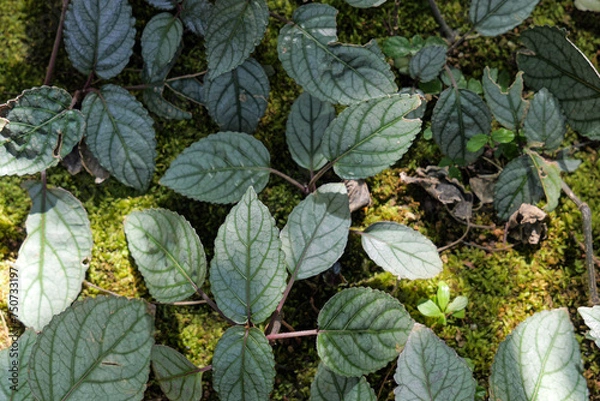 Obraz シソモドキの葉っぱ