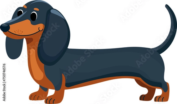 Obraz Happy dachshund walking or stay . Cute sausage dogs with tails up in movement, funny pet dog, simple flat vector